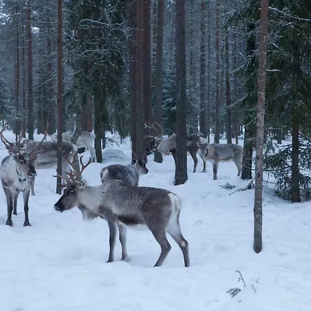 Rovaniemi
